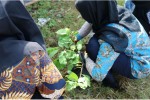 POHON SRIKAYA TUMBUH BERSAMA GENERASI PEDULI